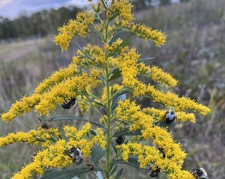 goldenrod in a field (photo by Miles Stahmann)