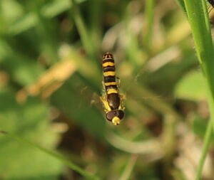 A Globetail hoverfly in the Harris Center meadow. (photo © Steven Lamonde)