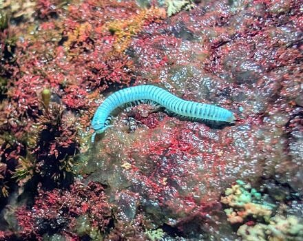 A millipede glowing under a blacklight (photo © Nate Marchessault)