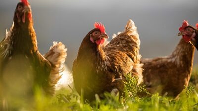 Free-range chickens in a field (photo © Dewald via Adobe)
