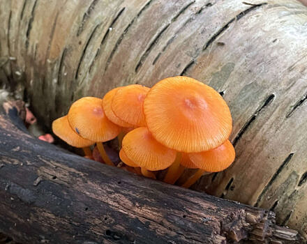 Bright orange bonnet mushrooms (photo © Michelle Aldredge)