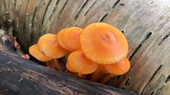 Bright orange bonnet mushrooms (photo © Michelle Aldredge)