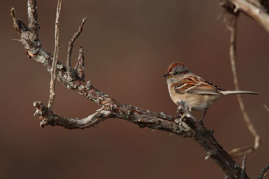 An American Tree Sparrow percned on a bare branch. (photo © Nate Marchessault)