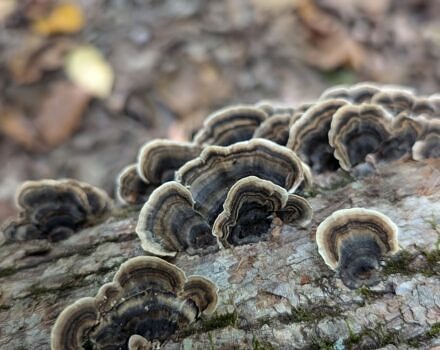Turkey tail fungi growing on tree bark (photo © Nate Marchessault)