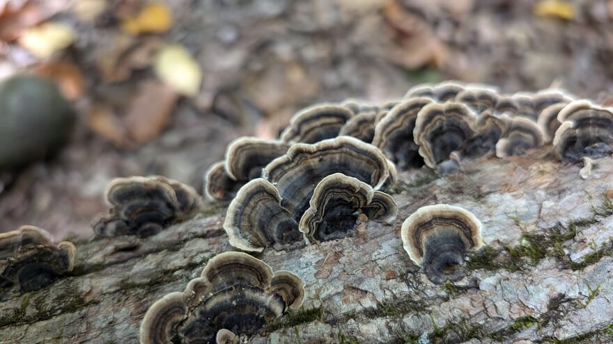 Turkey tail fungi growing on tree bark (photo © Nate Marchessault)