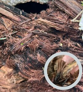 Chocolate tube slimes on a rotting log, with a closeup inset (photos © Katharine Dean & Nate Marchessault)