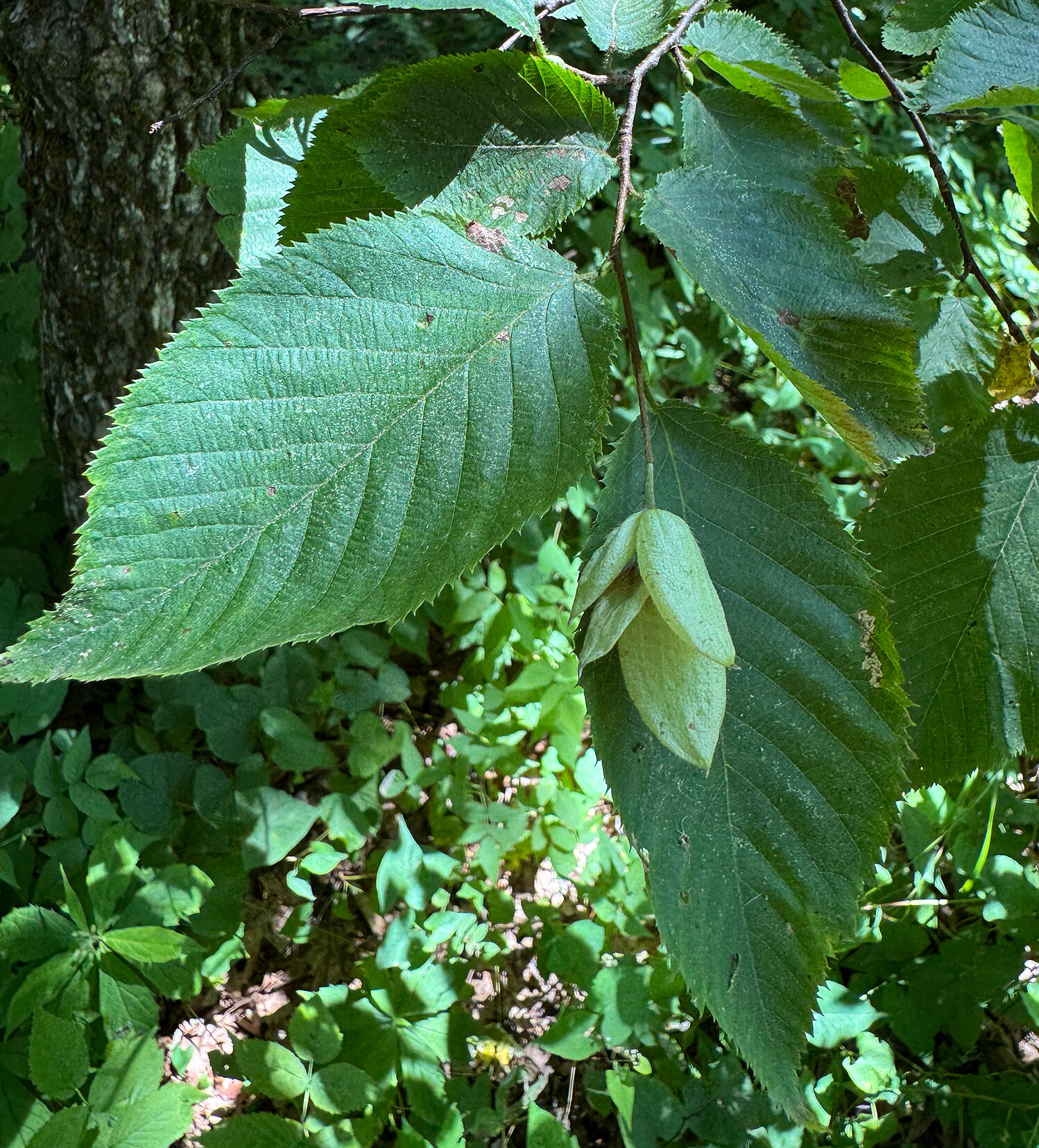 American hophornbeam, documented via iNaturalist on the Kulish Ledges Trail (photo © mattdemmon)