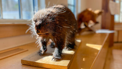 Mammals workshop (photo © Michelle Aldredge)