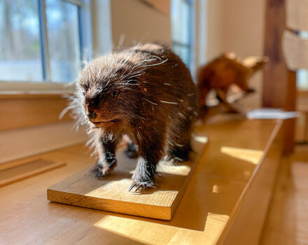 Mammals workshop (photo © Michelle Aldredge)