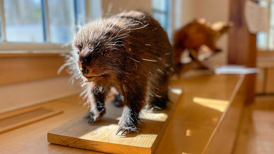 Mammals workshop (photo © Michelle Aldredge)