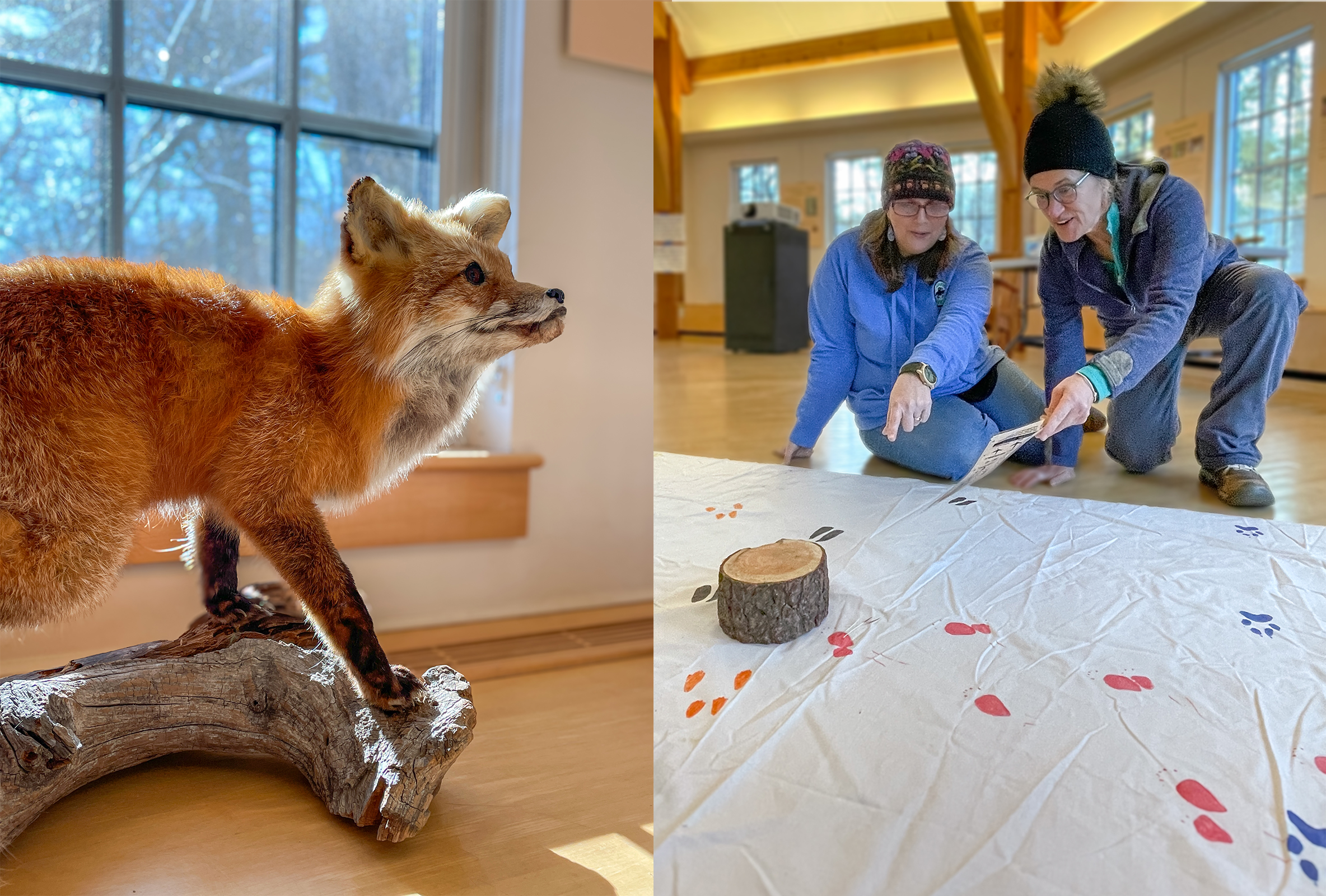 Mammals workshop (photo by Michelle Aldredge)