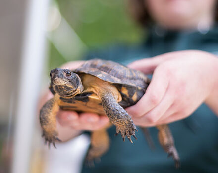 A person holding a wood turtle with both hands. (photo © Ben Conant)