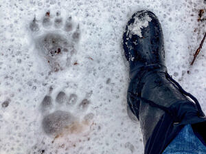 Bear tracks in winter (photo © Phil Brown)