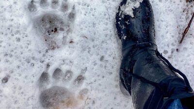 Bear tracks in winter (photo © Phil Brown)