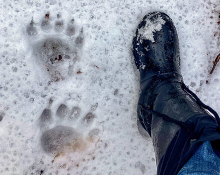 Bear tracks in winter (photo © Phil Brown)