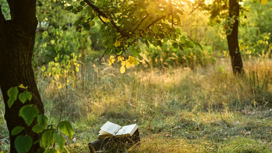 An open book under a tree (photo © Adobe)