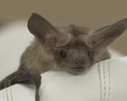 A bat gently held in a glove (photo courtesy of the Invisible Mammal)