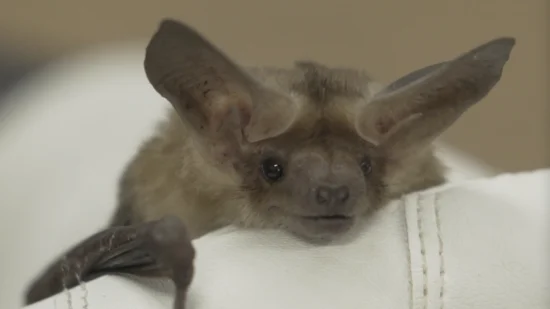 A bat gently held in a glove (photo courtesy of the Invisible Mammal)
