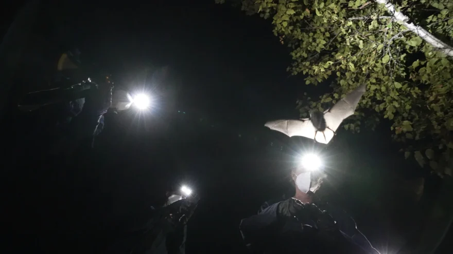 A bat release at night (courtesy The Invisible Mammal)