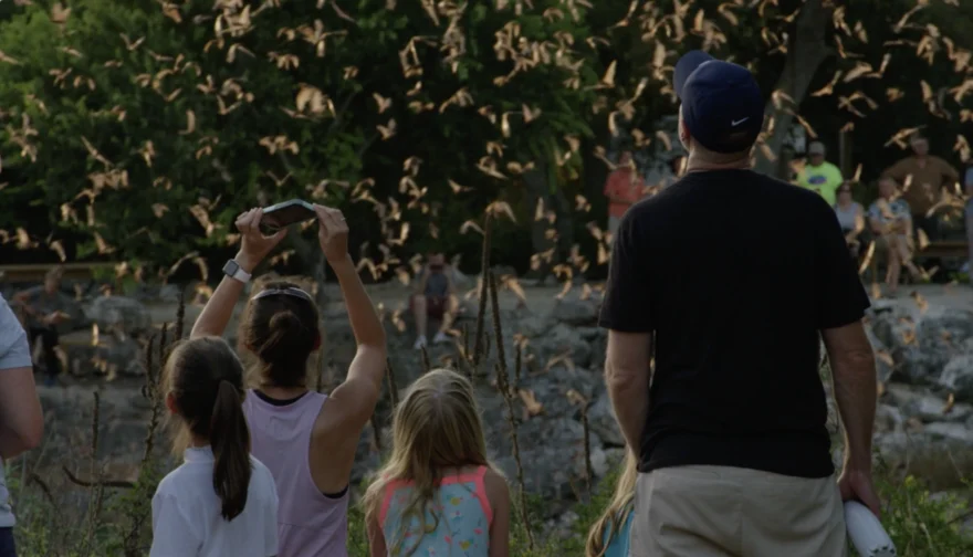 A family watching bats fly (photo courtesy The Invisible Mammal)