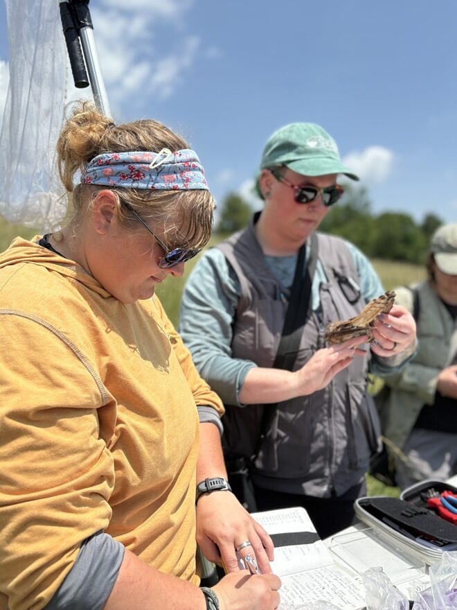 Ilissa Sargent recording data about an adult kestrel that is being banded (photo © Michelle Aldredge)