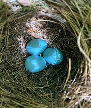 A Wood Thrush nest (photo © Kate McKay)