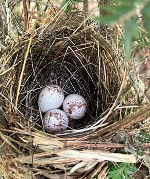 A Black-throated Blue Warbler nest (photo © Kate McKay)