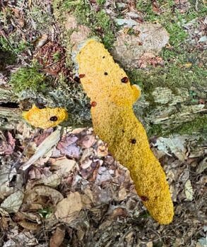 Fuligo septica, also known as dog vomit slime mold or scrambled egg slime (photo © Ilissa Sargent)