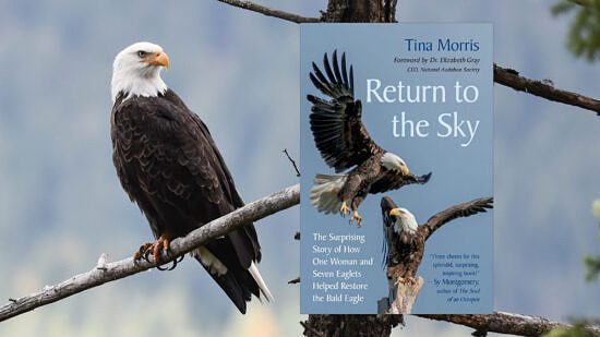 Return to the Sky by Tina Morris (photo © Getty)