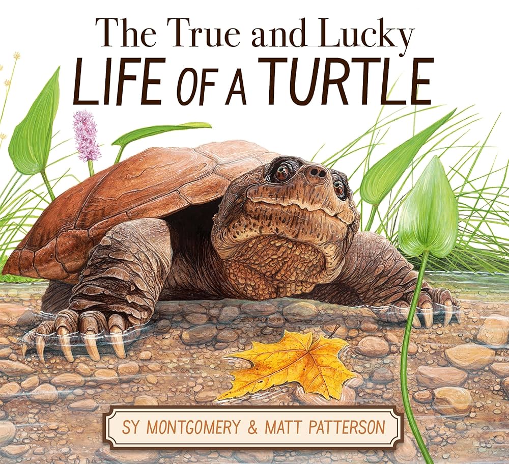 Cover of True & Lucky Life of a Turtle by Matt Patterson & Sy Montgomery