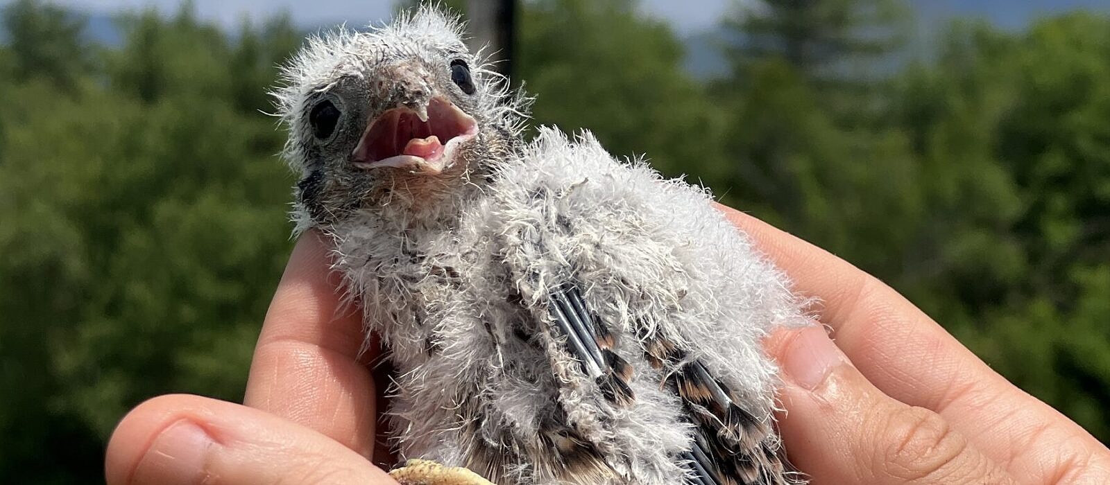A newly banded kestrel chick held in a biologist's hands.