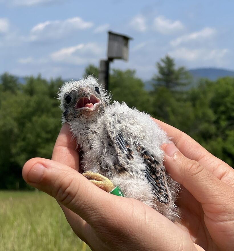 A kestrel chick and nest box in Peterborough (photo © Brett Amy Thelen)