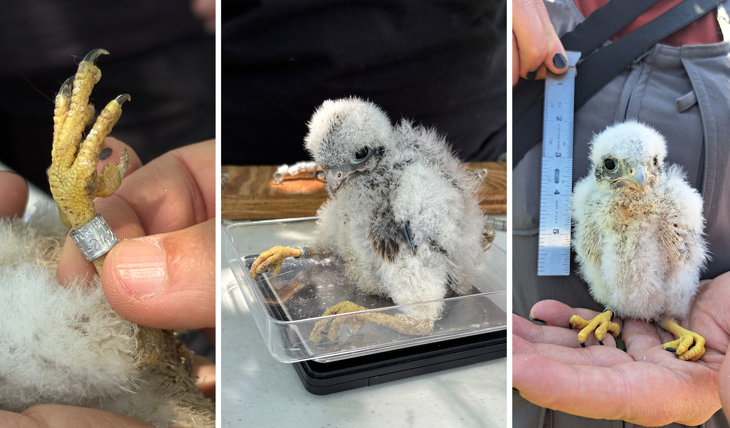 Kestrel chick banding in Harrisville (photos © Michelle Aldredge & Lindsay Herlihy)