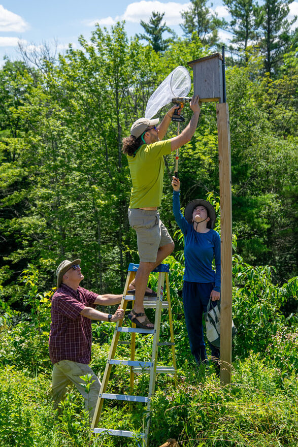 Removing chicks from a kestrel box in Harrisville (photo © Corwin Levi)