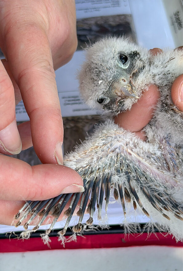 Pin feathers on a kestrel chick (photo © Michelle Aldredge)