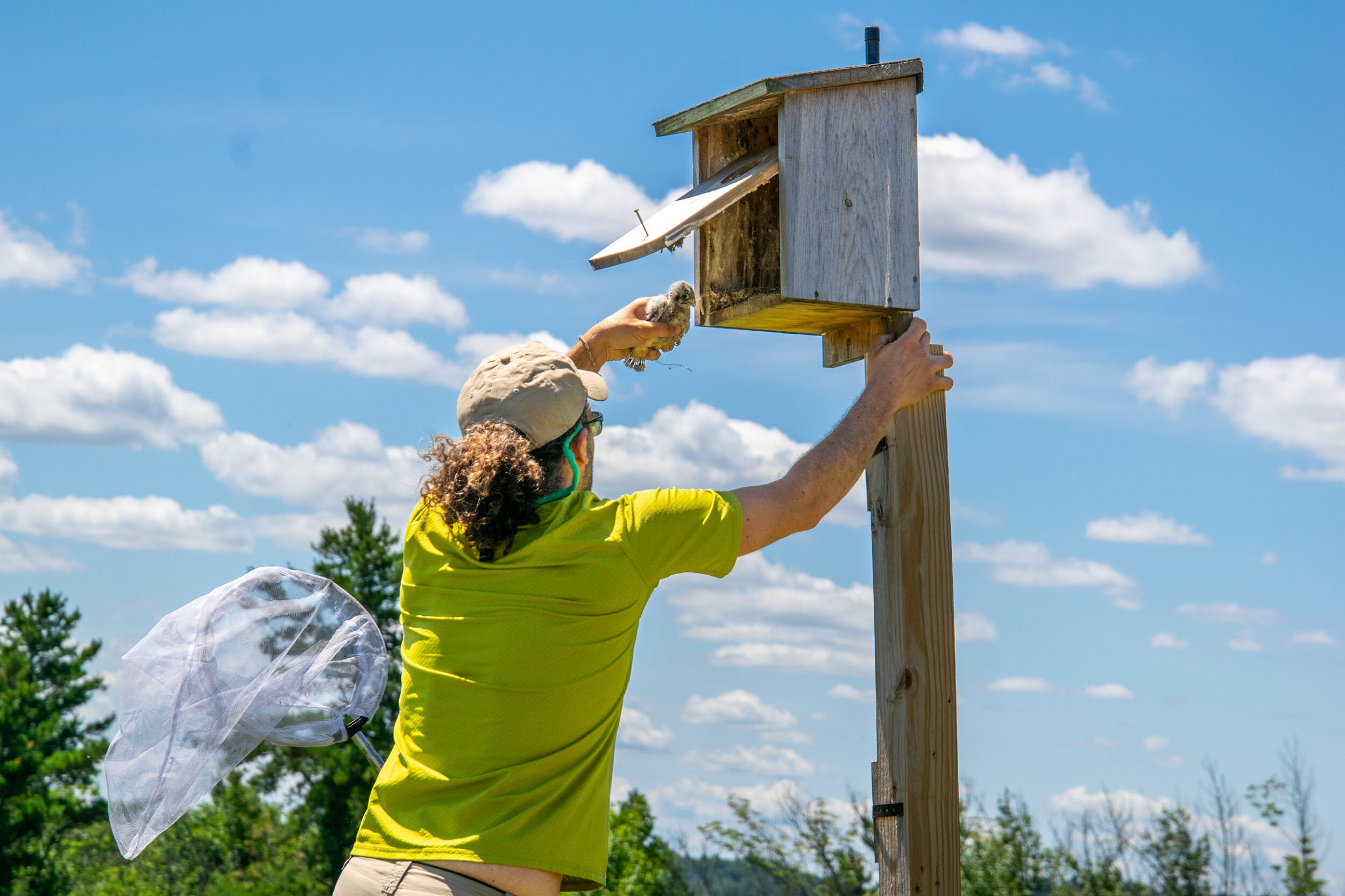 Phil Brown removing a kestrel chick from a kestrel box in Harrisville (photo © Corwin Levi)