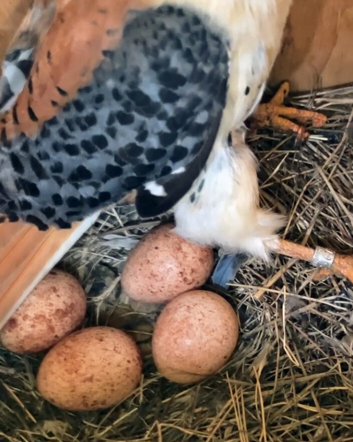 A banded male kestrel tending eggs in a box in Peterborough (photo © Phil Brown)