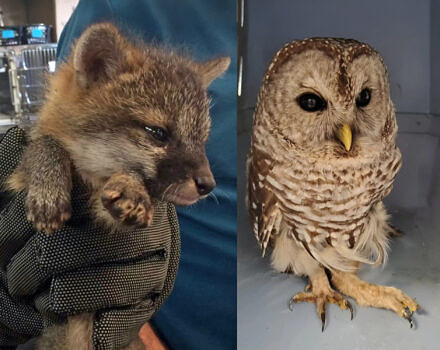 Two animals in rehab at the NH Veterinary Center for Wildlife (courtesy photos)