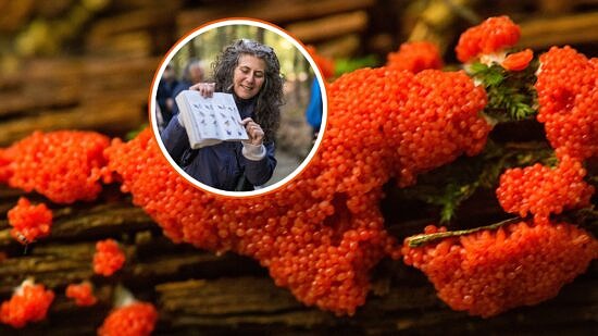 Raspberry slime mold-Susie Spikol (photos © Ben Conant & Getty)