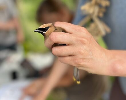 A Cedar Waxwing at Blue Feather Farm in Antrim (photo © Brett Amy Thelen)