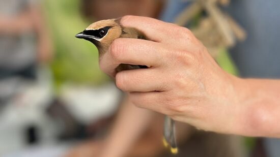 A Cedar Waxwing at Blue Feather Farm in Antrim (photo © Brett Amy Thelen)