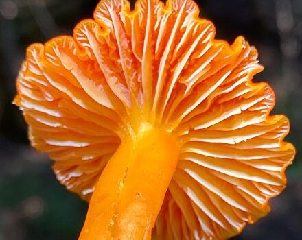 A vermillion waxcap mushroom (photo © John Benjamin)