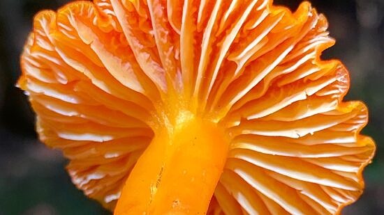 A vermillion waxcap mushroom (photo © John Benjamin)