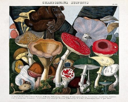An 1827 lithograph of fungi by A. Cornillon (photo © Wellcome Collection)