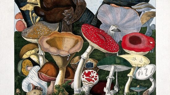 An 1827 lithograph of fungi by A. Cornillon (photo © Wellcome Collection)