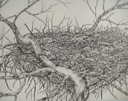 A bird's nest drawing titled COMPLEXITY by Carole-Anne Centre