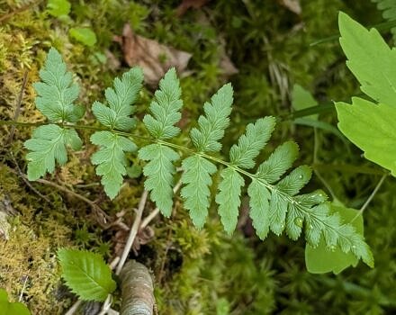 A crested wood fern (photo © Nate Marchessault)