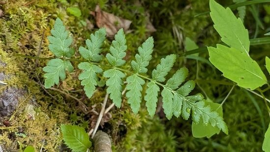 A crested wood fern (photo © Nate Marchessault)