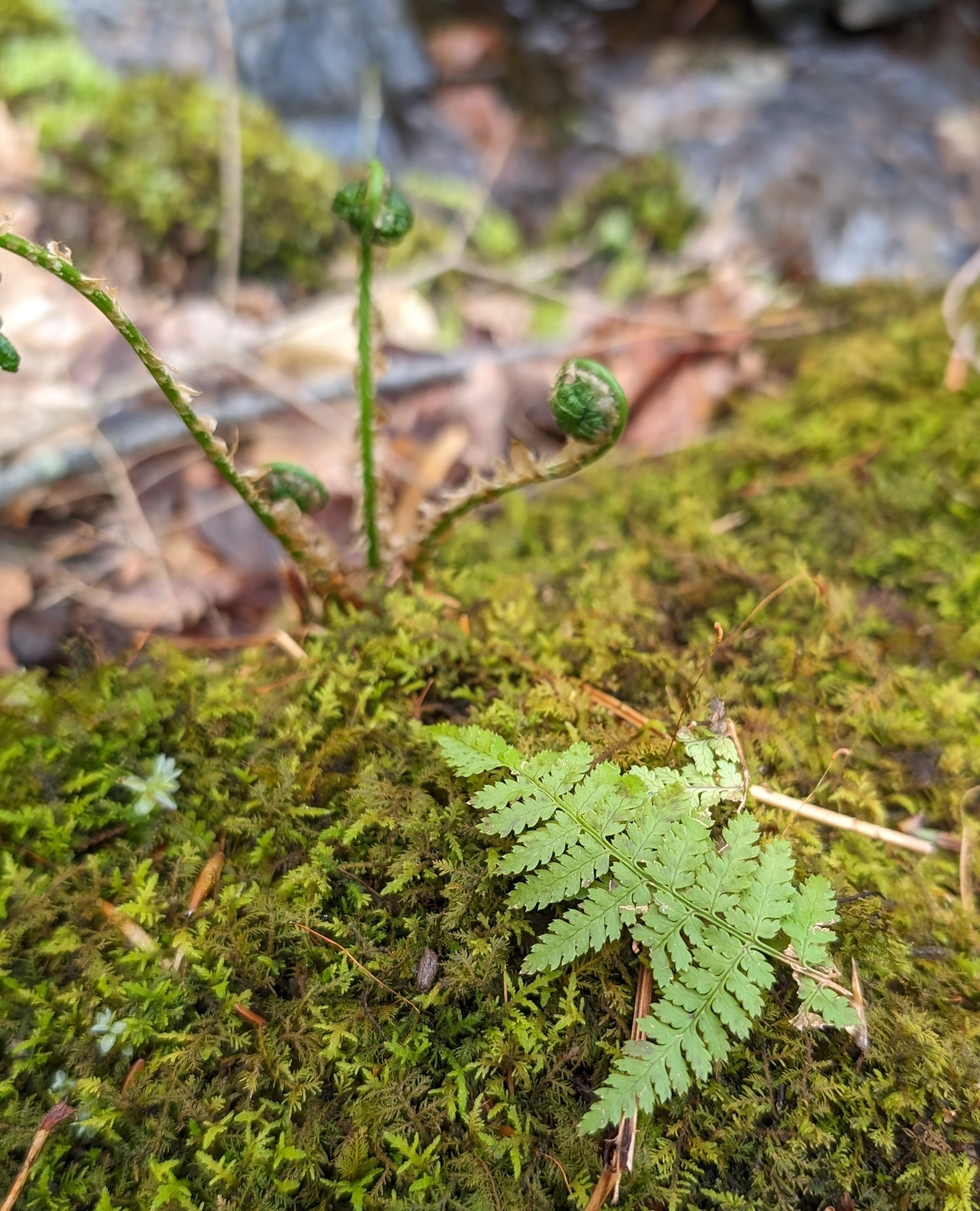 An intermediate wood fern (photo © Nate Marchessault)