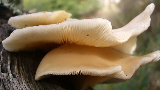 Oyster mushrooms (photo © benketaro via Flickr Commons)